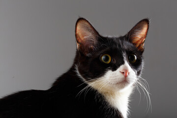 Domestic Short hair Black and white cat with yellow eyes lying on the carpet and staring at the camera

