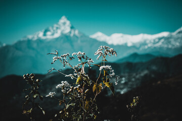 snow covered mountains