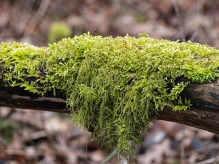 Tamarisk moss draped over a branch