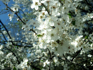 Beautiful White flowers on a green bush. Spring  apple blossom. The white rose is blooming.
