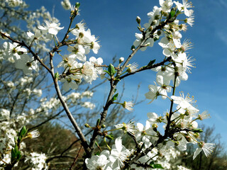 Bright flowering tree branch with lot of white flowers on blurred background with leaves and sky bokeh. 