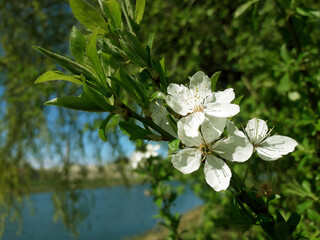 Tree blossom with white flowers and  blurred background with willow bush and blue sky.