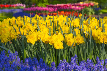 Yellow daffodils and bluebells at Keukenhof Gardens.
