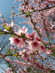 Early spring Scene at apricot bloom pastel pink flowers