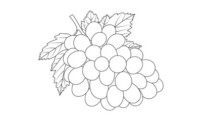 Illustration of grapes coloring page for kids and adults