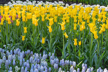 Fototapeta premium Yellow tulips and bluebells in a formal garden.