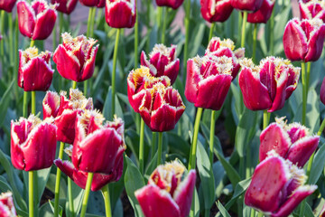 Fototapeta premium Red and white frilled tulips in a garden.