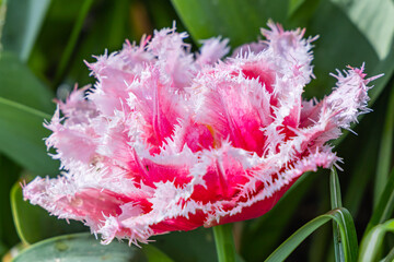 Red, pink, and white frilled tulip.