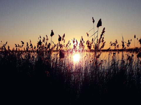 Amazing Sunset Through The Reeds in golden hour © CraftyStarVisual