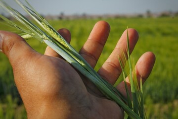 Wheat green ear in hand, against the background of a wheat field 