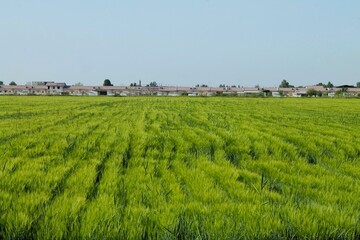 Fototapeta na wymiar Green wheat field with even rows of ears