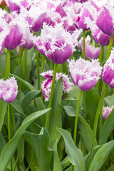 Purple and white frilled tulip.