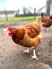 Chicken in the farm