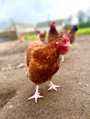 Chickens in the farm