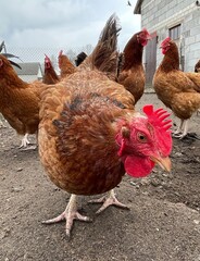 Chickens in the farm