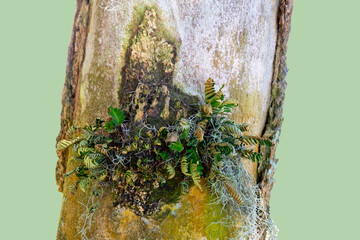 Pretty vegetation growing out of a tree trunk