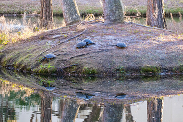 Turtles on small island in a pond and their reflection in the surrounding water