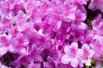 pink azalea flowers, day, spring, summer