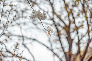 The Cherry blossoms at University of Toronto’s Robarts Library.
