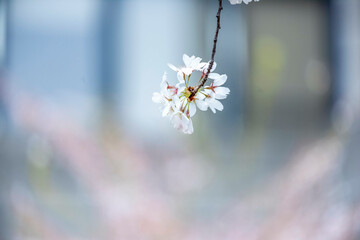 The Cherry blossoms at University of Toronto’s Robarts Library.

