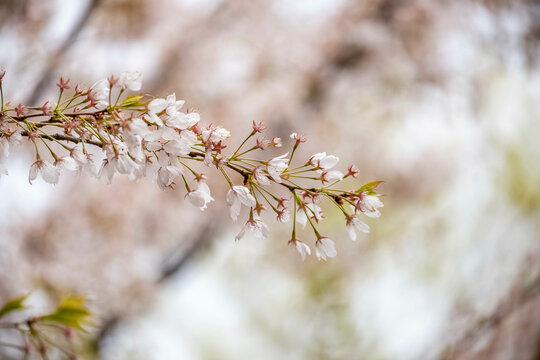 The Cherry blossoms at University of Toronto&rsquo;s Robarts Library.
