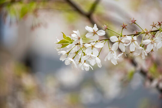The Cherry blossoms at University of Toronto&rsquo;s Robarts Library.
