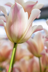 Pale colored tulips in a garden.