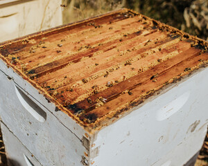 Beekeeping 10