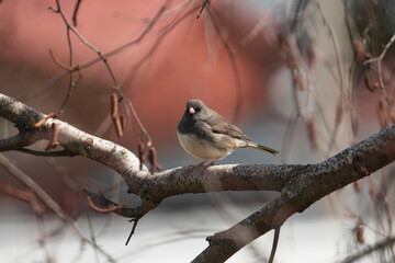 juncos bird