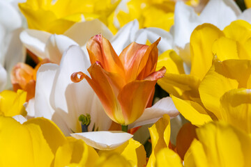 Obraz premium Brown tulip among yellow and white tulips.