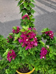 beautiful flowers bloom in the garden