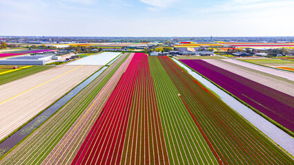 Tulip fields with reds, yellows, greens, purples and oranges in full bloom near Amsterdam (Bollenstreek), Holland, The Netherlands