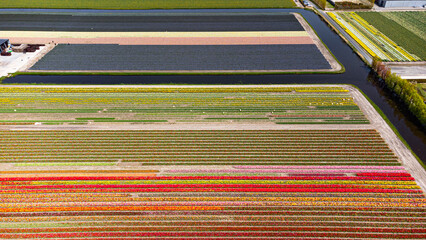 Tulip fields with reds, yellows, greens, purples and oranges in full bloom near Amsterdam (Bollenstreek), Holland, The Netherlands