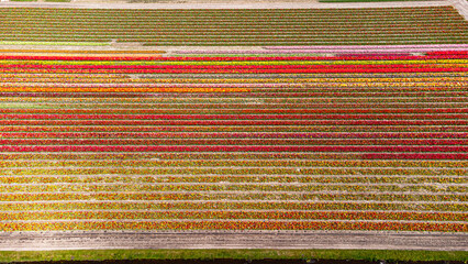 Tulip fields with reds, yellows, greens, purples and oranges in full bloom near Amsterdam (Bollenstreek), Holland, The Netherlands