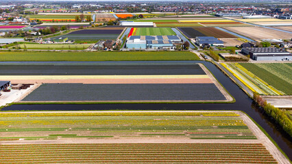 Tulip fields with reds, yellows, greens, purples and oranges in full bloom near Amsterdam (Bollenstreek), Holland, The Netherlands