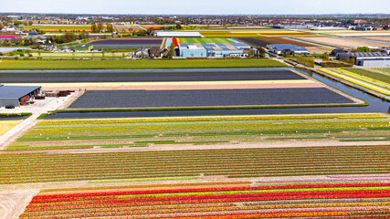 Tulip fields with reds, yellows, greens, purples and oranges in full bloom near Amsterdam (Bollenstreek), Holland, The Netherlands