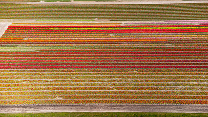 Tulip fields with reds, yellows, greens, purples and oranges in full bloom near Amsterdam (Bollenstreek), Holland, The Netherlands