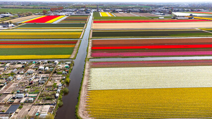 Tulip fields with reds, yellows, greens, purples and oranges in full bloom near Amsterdam (Bollenstreek), Holland, The Netherlands