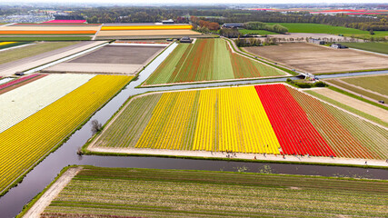 Tulip fields with reds, yellows, greens, purples and oranges in full bloom near Amsterdam (Bollenstreek), Holland, The Netherlands