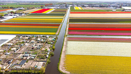 Tulip fields with reds, yellows, greens, purples and oranges in full bloom near Amsterdam (Bollenstreek), Holland, The Netherlands