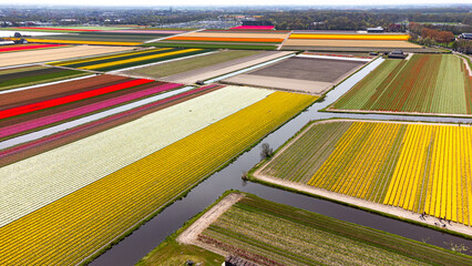Tulip fields with reds, yellows, greens, purples and oranges in full bloom near Amsterdam (Bollenstreek), Holland, The Netherlands
