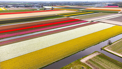 Tulip fields with reds, yellows, greens, purples and oranges in full bloom near Amsterdam (Bollenstreek), Holland, The Netherlands