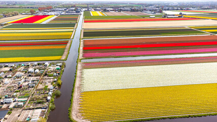 Tulip fields with reds, yellows, greens, purples and oranges in full bloom near Amsterdam (Bollenstreek), Holland, The Netherlands