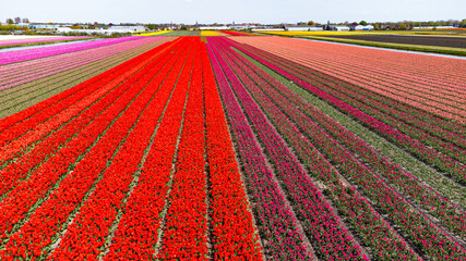 Tulip fields with reds, yellows, greens, purples and oranges in full bloom near Amsterdam (Bollenstreek), Holland, The Netherlands