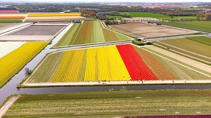 Tulip fields with reds, yellows, greens, purples and oranges in full bloom near Amsterdam (Bollenstreek), Holland, The Netherlands