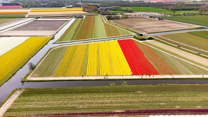 Tulip fields with reds, yellows, greens, purples and oranges in full bloom near Amsterdam (Bollenstreek), Holland, The Netherlands