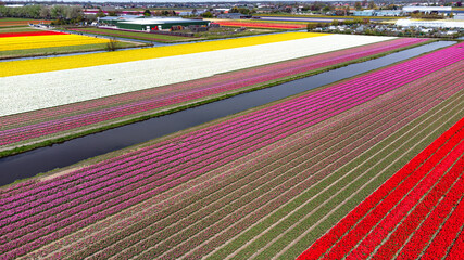 Tulip fields with reds, yellows, greens, purples and oranges in full bloom near Amsterdam (Bollenstreek), Holland, The Netherlands