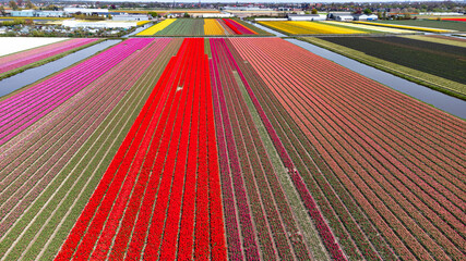 Tulip fields with reds, yellows, greens, purples and oranges in full bloom near Amsterdam (Bollenstreek), Holland, The Netherlands