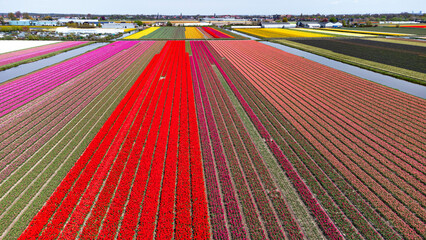 Tulip fields with reds, yellows, greens, purples and oranges in full bloom near Amsterdam (Bollenstreek), Holland, The Netherlands