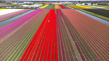 Tulip fields with reds, yellows, greens, purples and oranges in full bloom near Amsterdam (Bollenstreek), Holland, The Netherlands